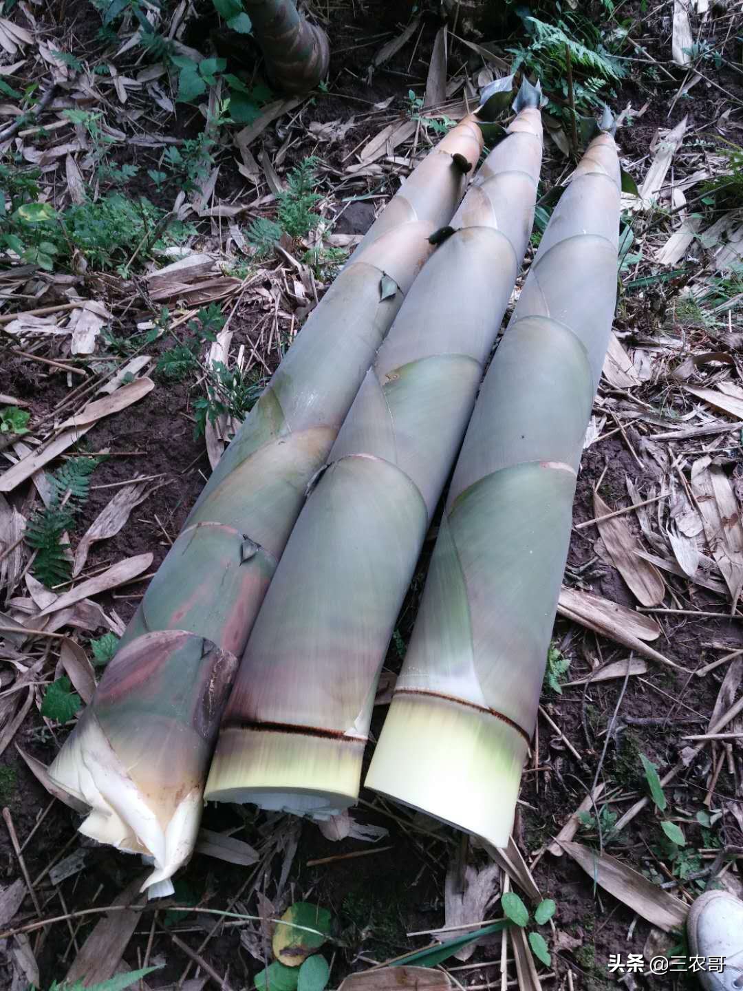 土地撂荒退耕还林,土地退耕是要等2027年吗