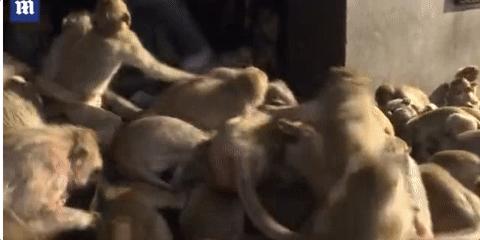 泰国疫情猴子,泰国猴子抗击疫情视频