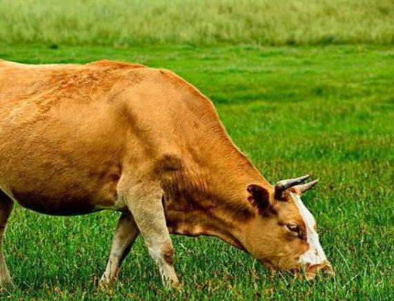 牛吃草料没食欲是怎么回事,牛没有食欲吃得少怎么办