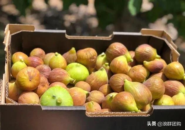 好吃无花果品种,丰产好吃的无花果推荐