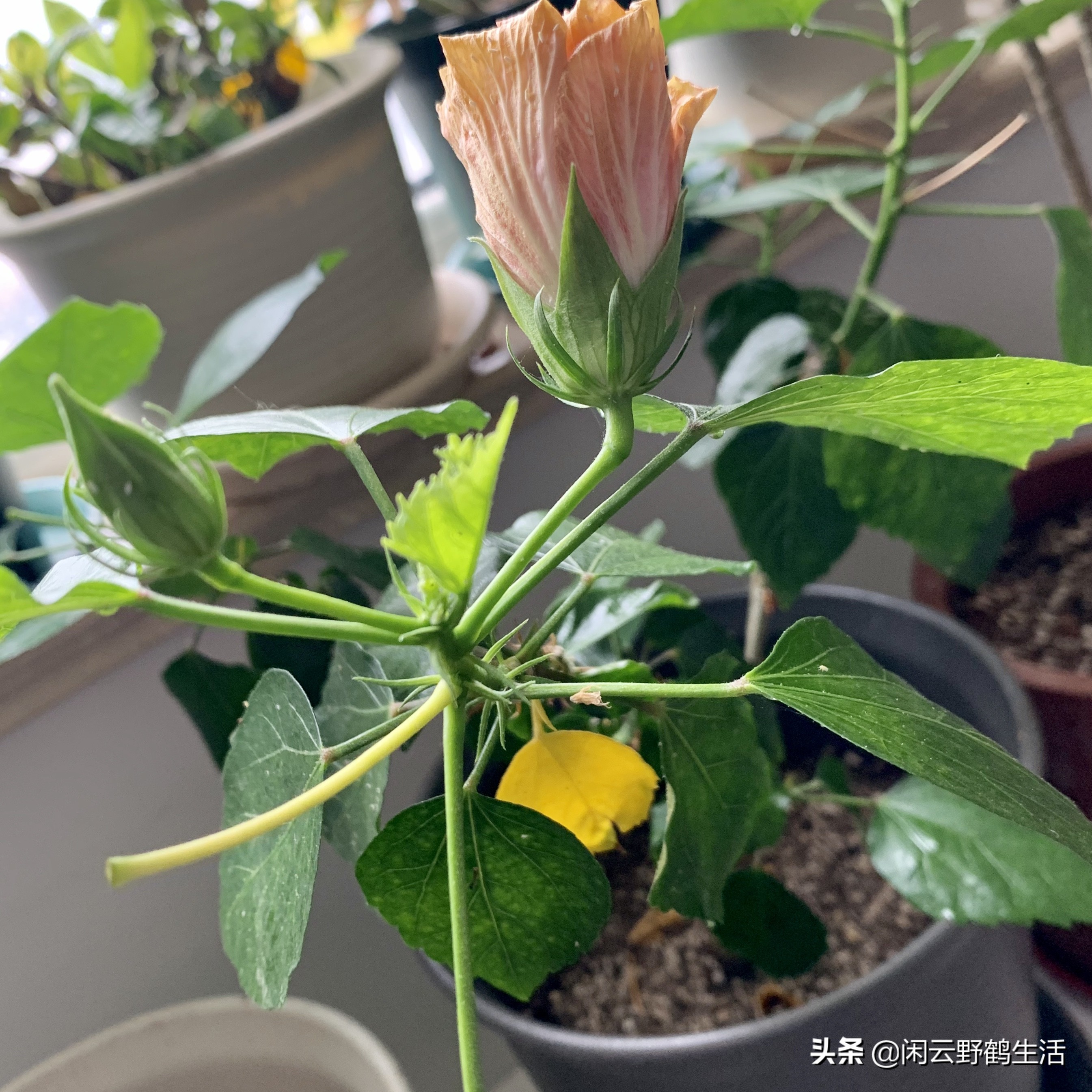 多色扶桑花养护,黄色扶桑花怎样养护和修剪