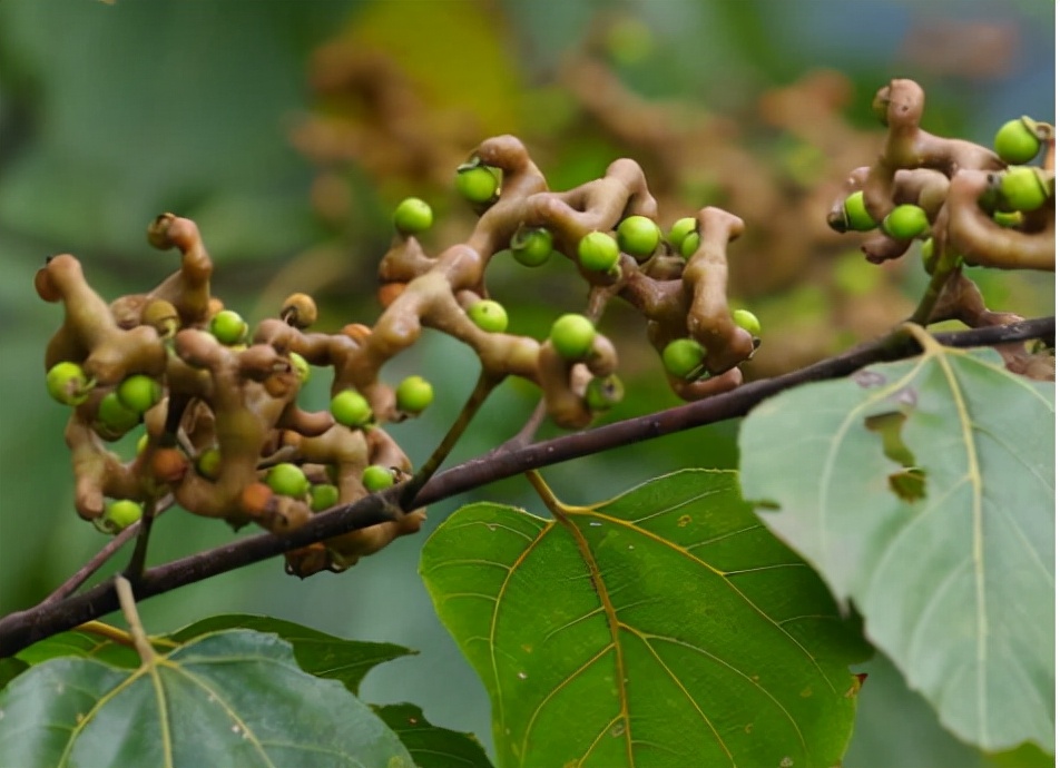 拐枣的形状与价值,拐枣骨鸡爪