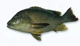 目前最顶级的海鲜鱼,世界上最顶级的海产鱼类