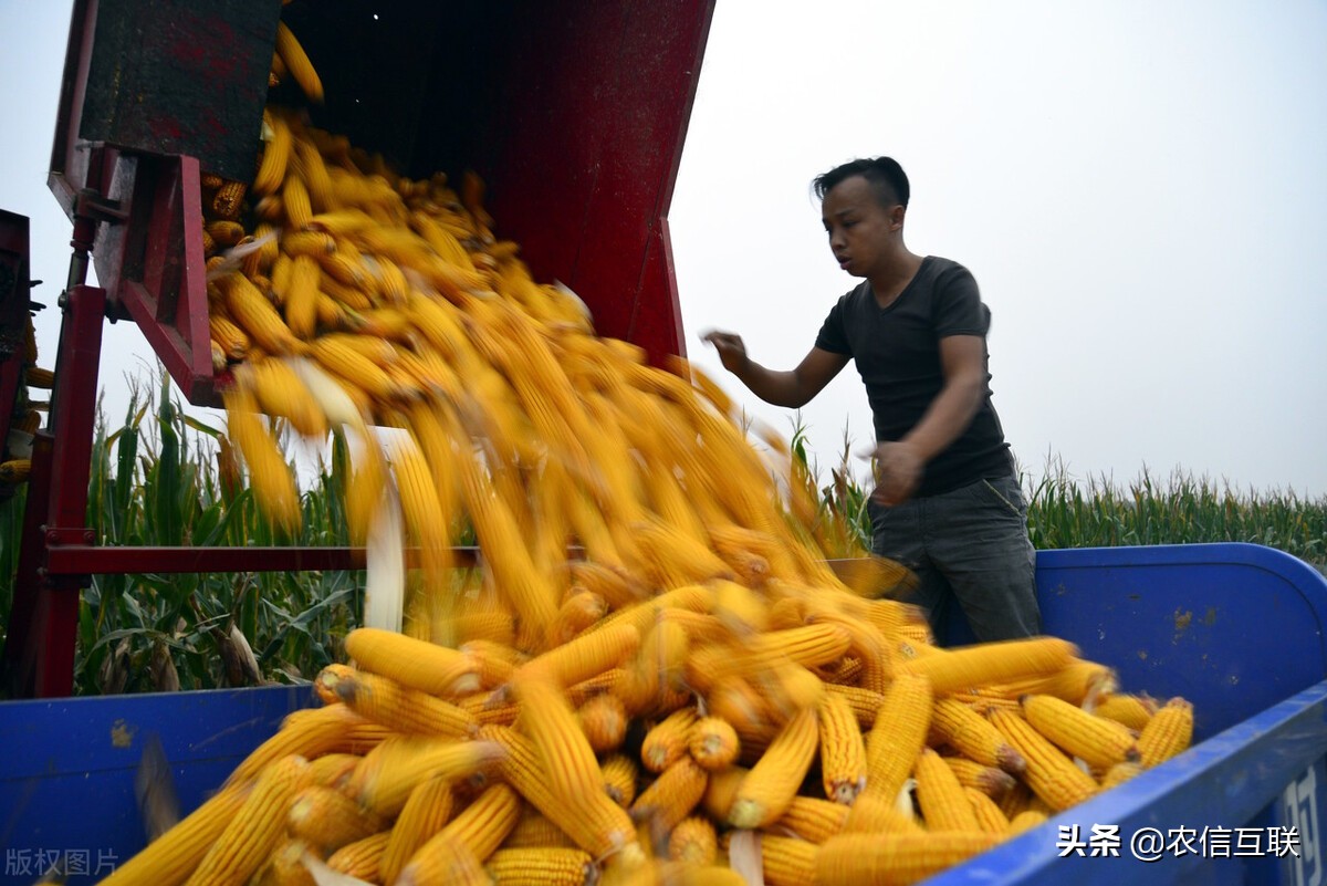 华北、东北玉米价差达500元，华北要与东北争粮，靠谱吗？