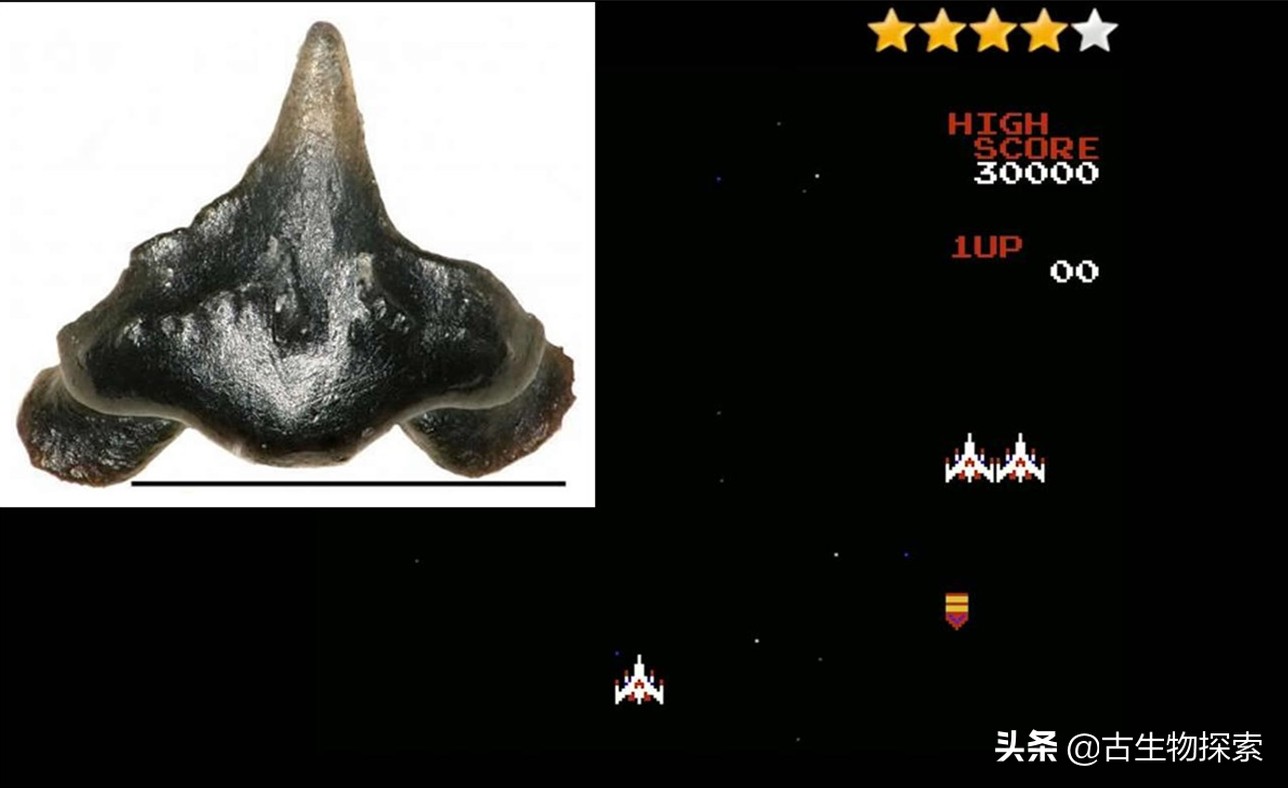 霸王龙最新研究报告,2024年霸王龙最新消息