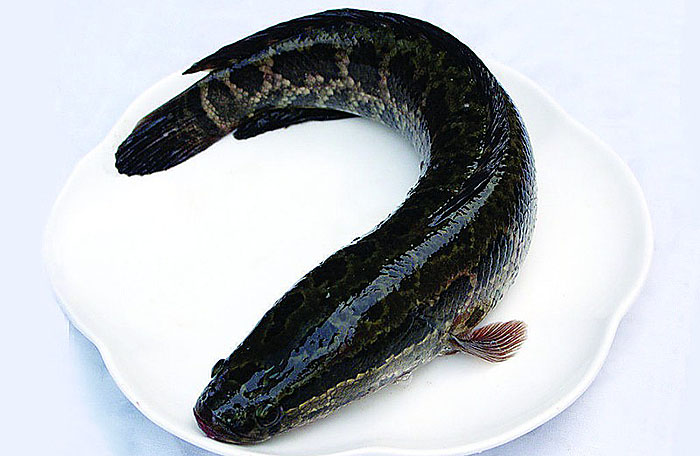 读《鱼丽》|诗经请你吃鱼，吃货能吃出3种诗意