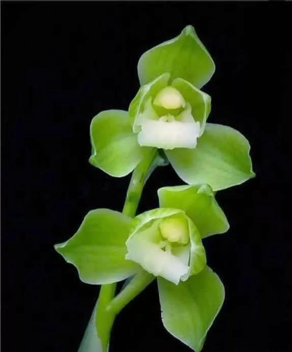 通江早年下山的一颗春剑素荷，后来成为传世名品