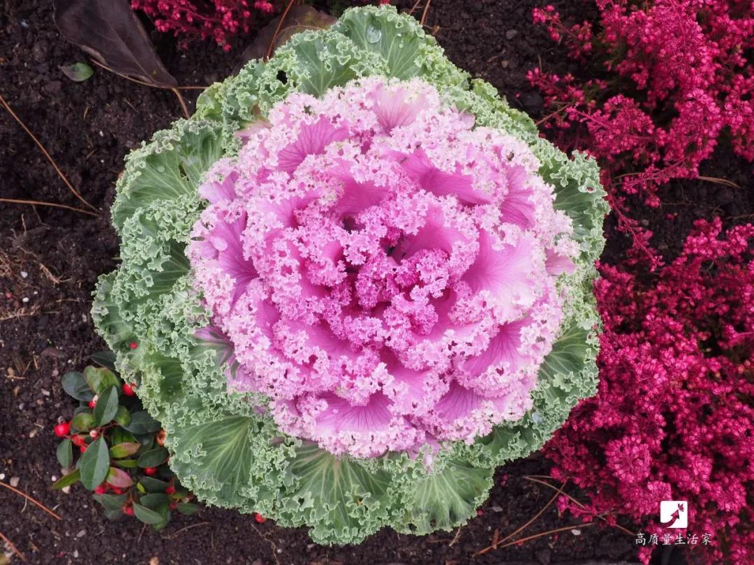 西兰花含维c,维c含量高的食物前十名