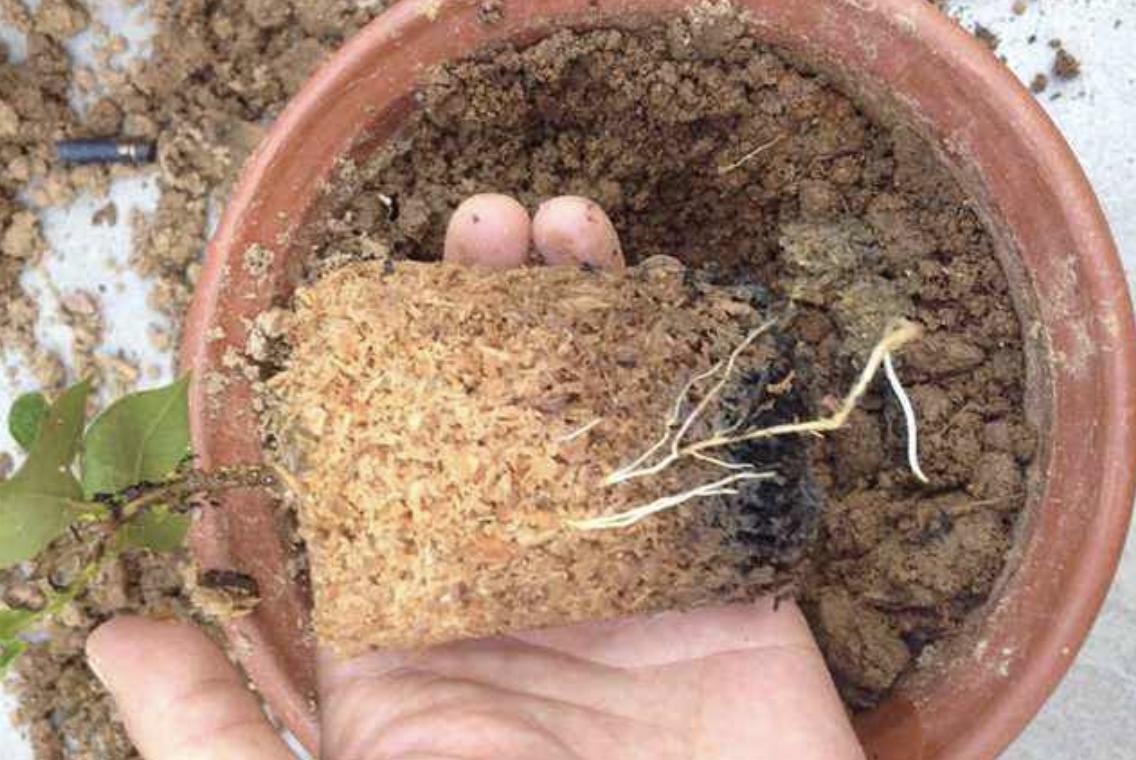 绿萝专用肥能给长寿花用吗,三种绿萝最好的肥料