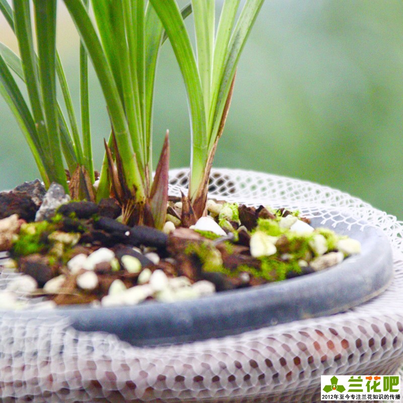 栽培兰花为什么要注意通风,在阳台养兰花湿度和通风怎样掌握