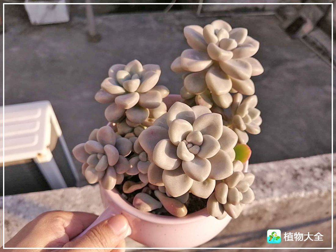 多肉植物艾伦视频,多肉植物艾伦价位