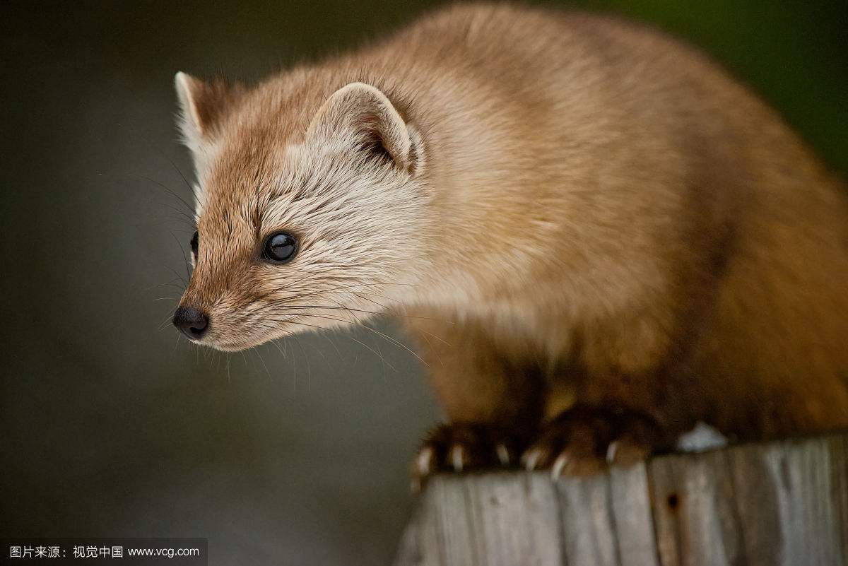 貂动物介绍,黄金貂介绍