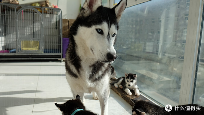 一次创世纪的生活体验—记哈士奇当妈妈