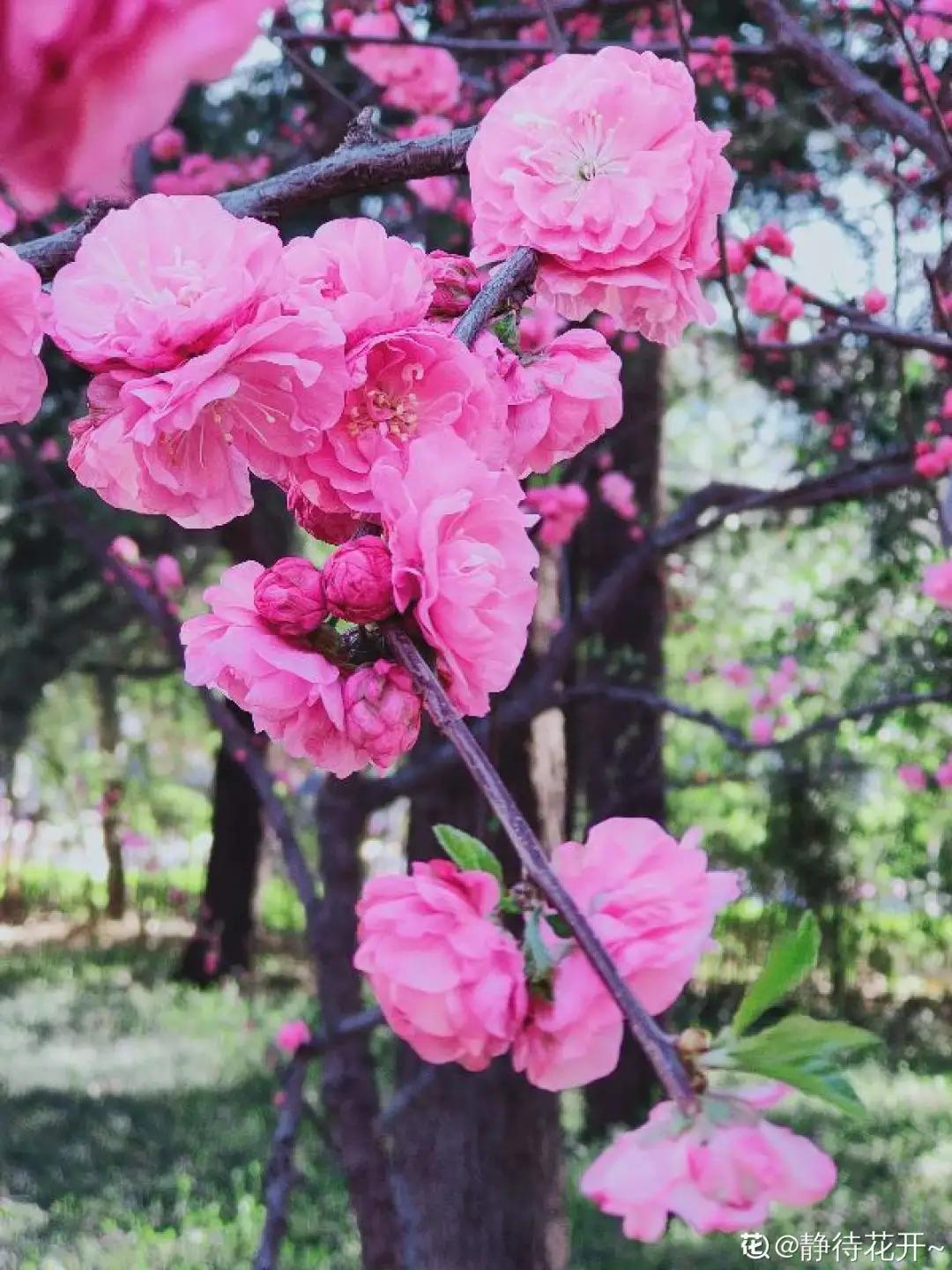 春天开的花有哪些常见又漂亮,十大名花在春天开的有哪些