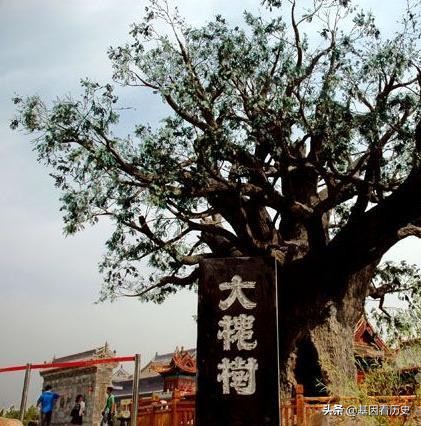 脚趾甲两瓣是纯正的汉族人吗,微基因是华大的吗