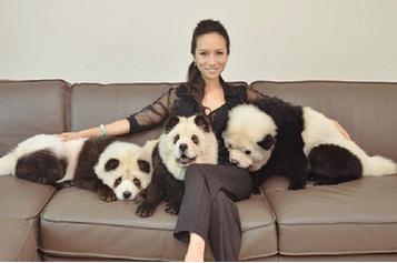 松狮犬的优点与缺点,黑土松狮犬的优点和缺点