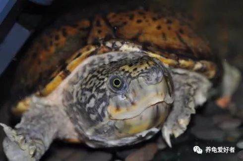 巨头龟什么环境养,6厘米的龟要多大的环境