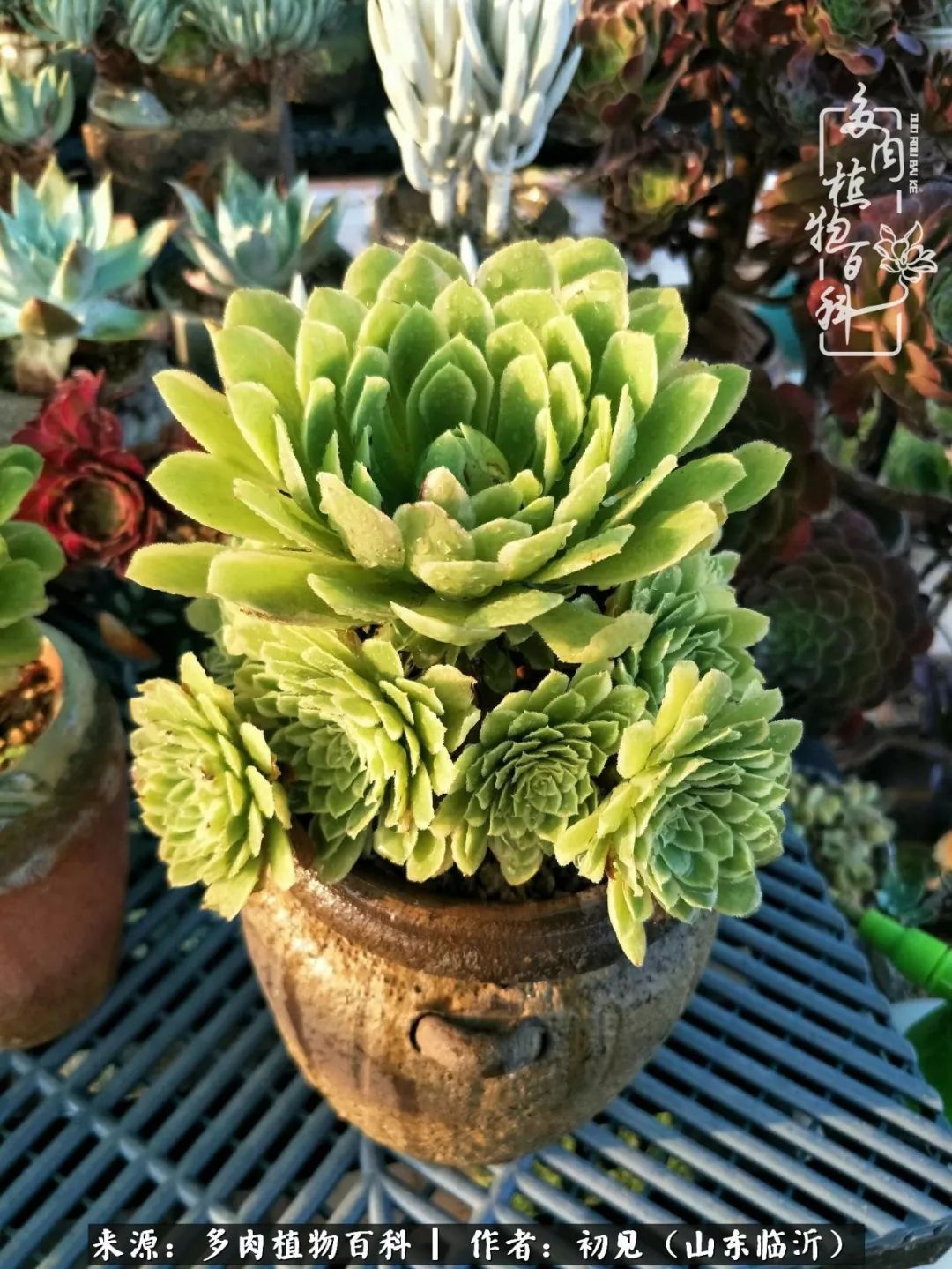 四季颜值在线的多肉,多肉的每一天