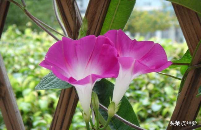 牵牛花种子能种出牵牛花吗,牵牛花种子怎么种