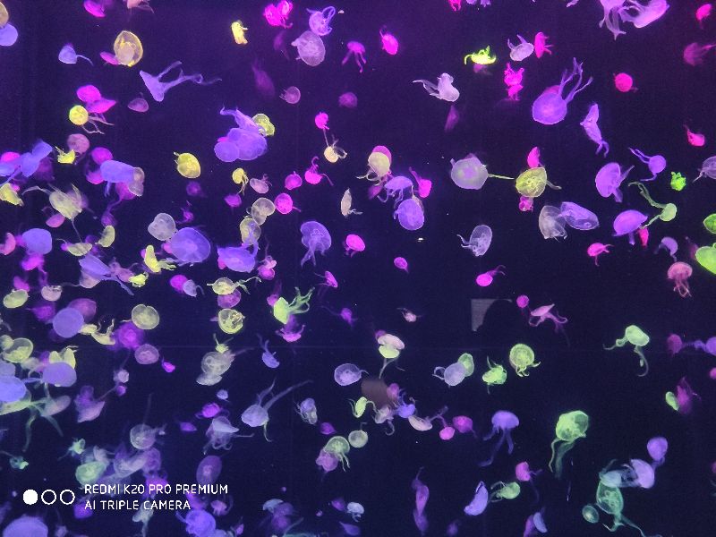 珠海长隆海洋公园在哪个区,珠海长隆海洋公园酒店