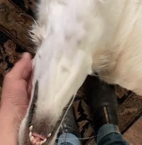 短腿柯基跟长腿柯基,鼻子很高的柯基