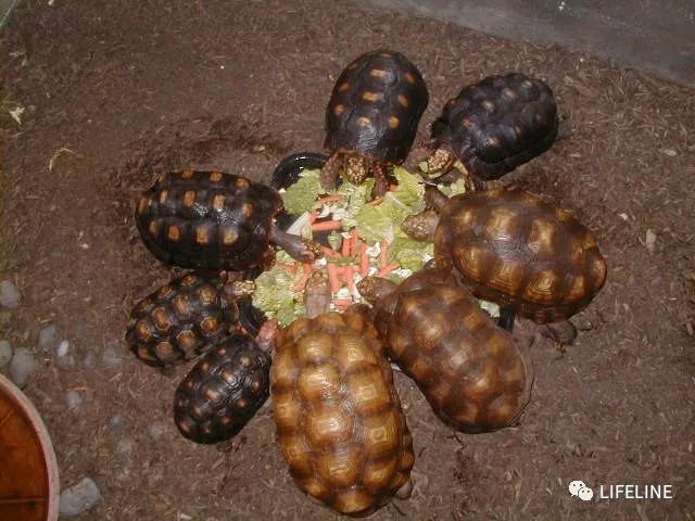 红腿陆龟如何家庭散养,广东红腿陆龟养殖方法