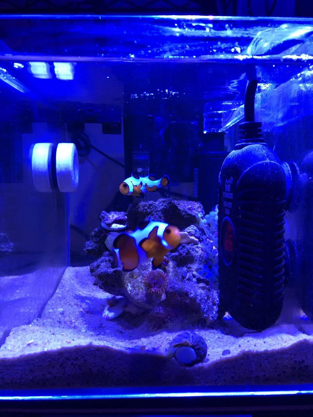 如何养好小丑鱼,怎么养出好小丑鱼