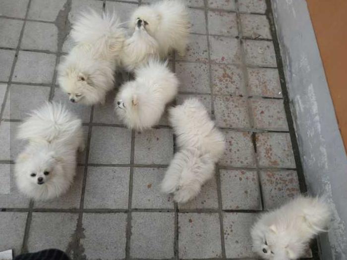 养狗狗是养博美好还是养泰迪好,养小博美是一种什么样的体验