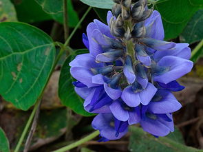 纯天然野生的葛根,野生葛根全株图片