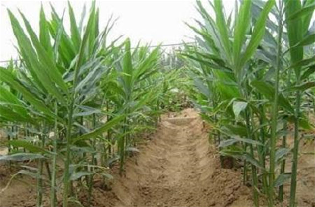 姜芽的正确栽培方法,姜芽种植方法