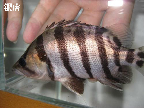 虎鱼：除了印尼虎和泰虎，还有哪些常见虎鱼品种值得饲养