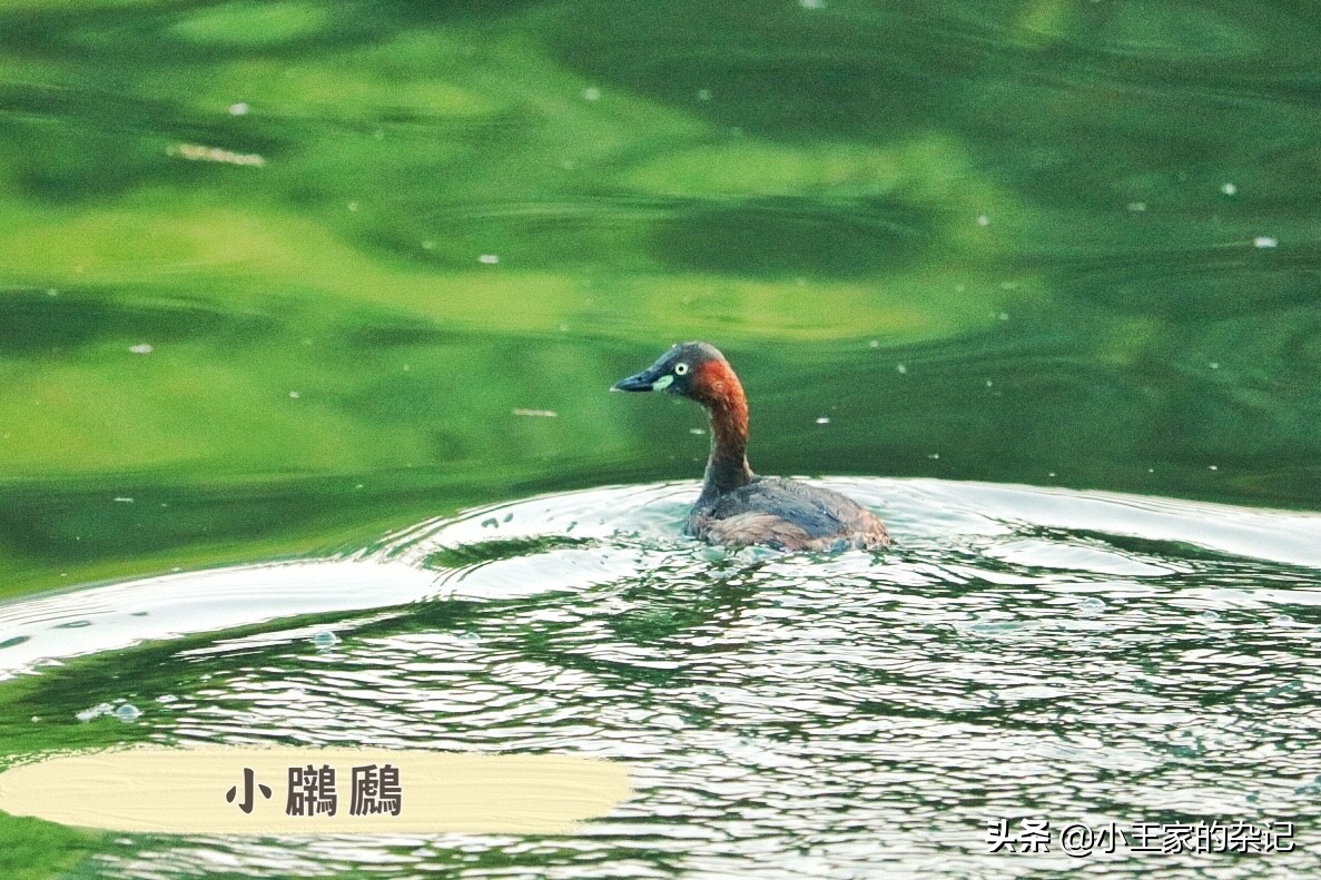 国际爱鸟日天桥岭,国际爱鸟日