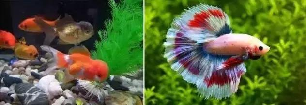 即将消失的花鸟鱼虫市场,天津消失的鱼虫市场