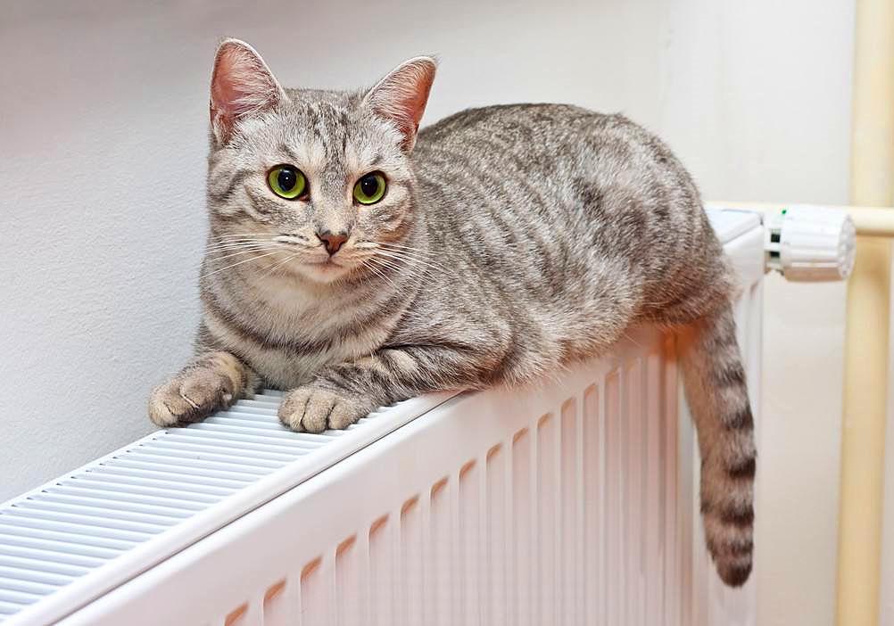 猫咪有毛怎么还怕冷,别看猫咪那么多毛猫咪是很怕冷的