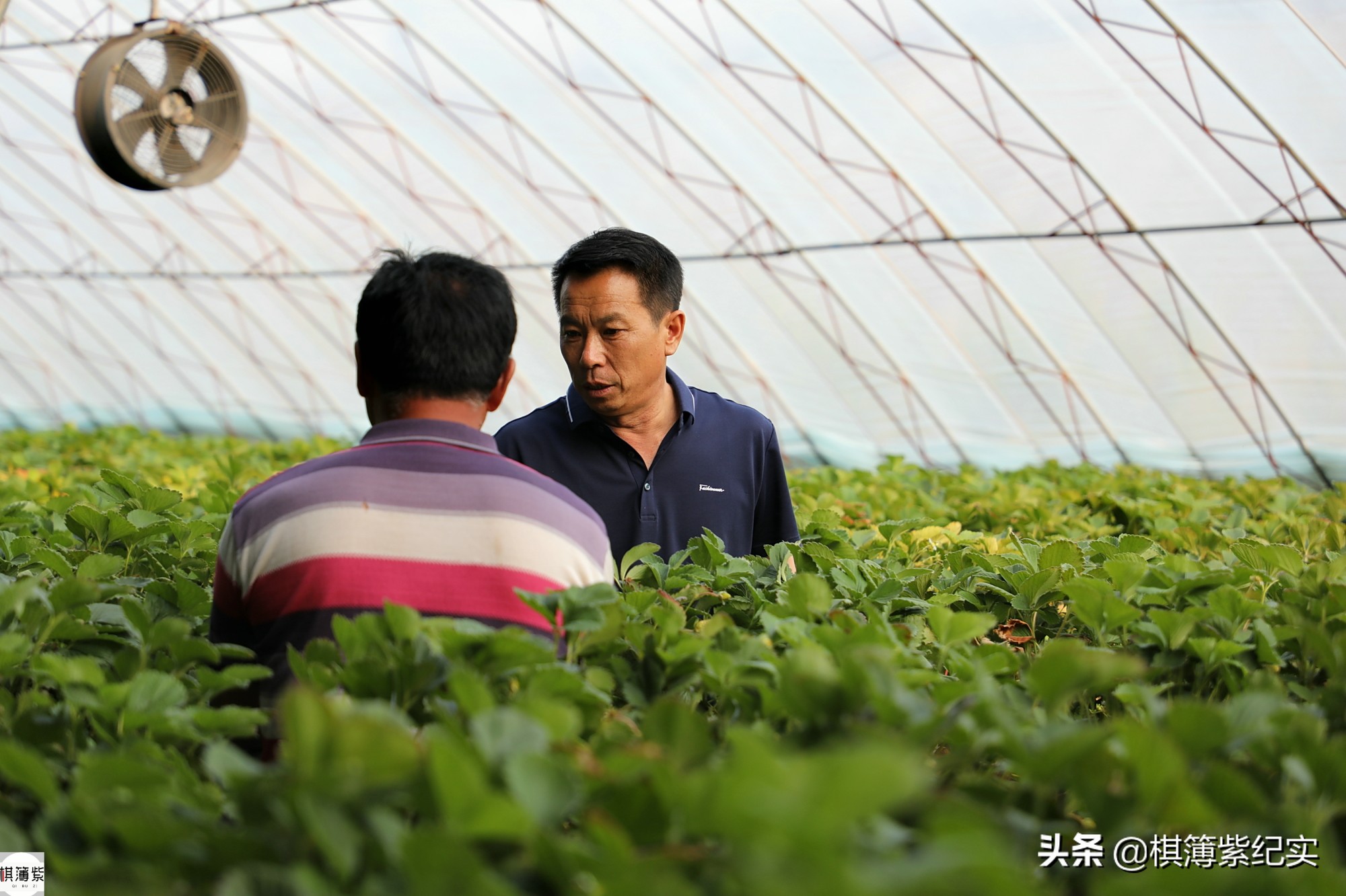 草莓王传奇：200多个大棚，实施空中草莓计划，明年手机遥控草莓