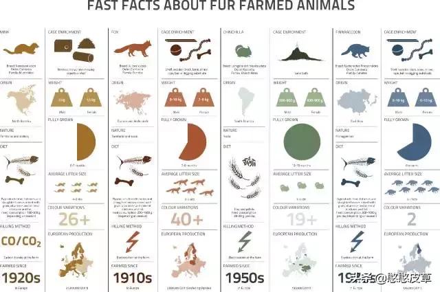 憨憨皮草-----真假皮草之争，你身陷其中吗？