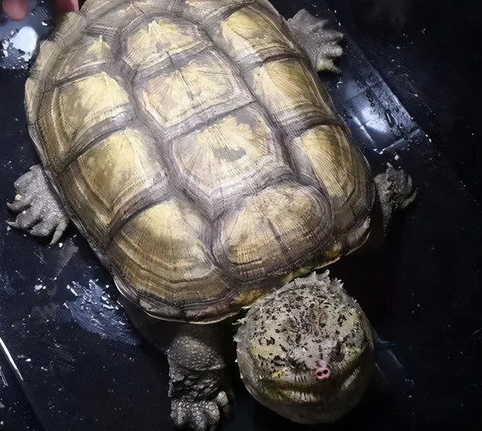 佛鳄龟最佳饲养温度,佛鳄龟黑色环境饲养