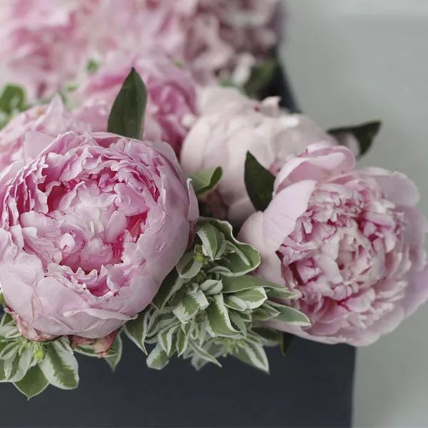 50种鲜切花花语,每个花艺师都要知道