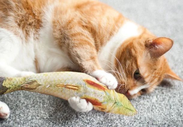 猫咪到新环境害怕怎么缓解,怎么才能帮助受惊猫咪走出阴影