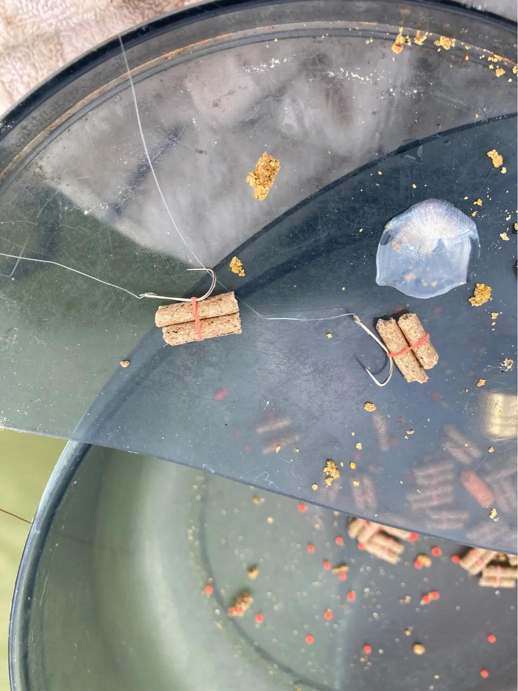 野钓用鲜虾饵钓鱼有效果吗,钓鱼避小杂鱼