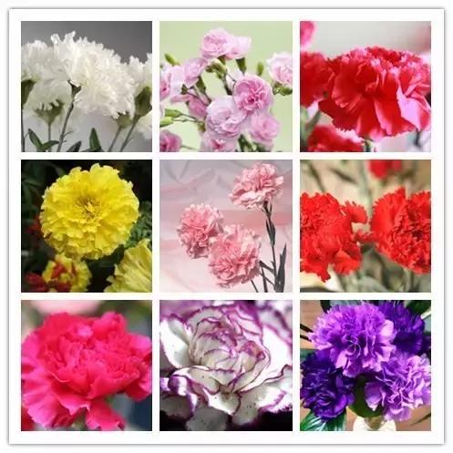 史上最全的花卉介绍，认识超过30种以上绝对是大神