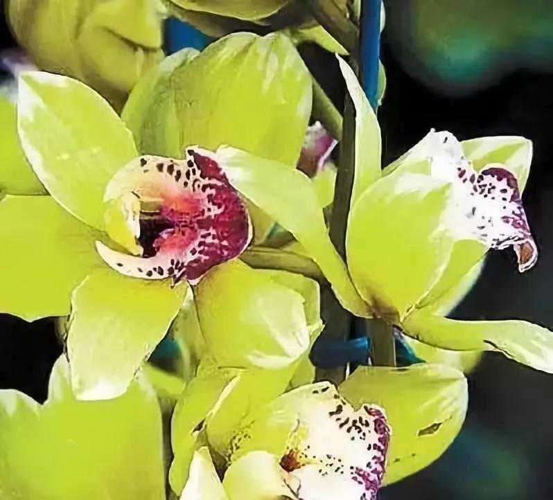 十大名贵花卉图片大全,十大名贵花卉家庭盆栽易养活的花