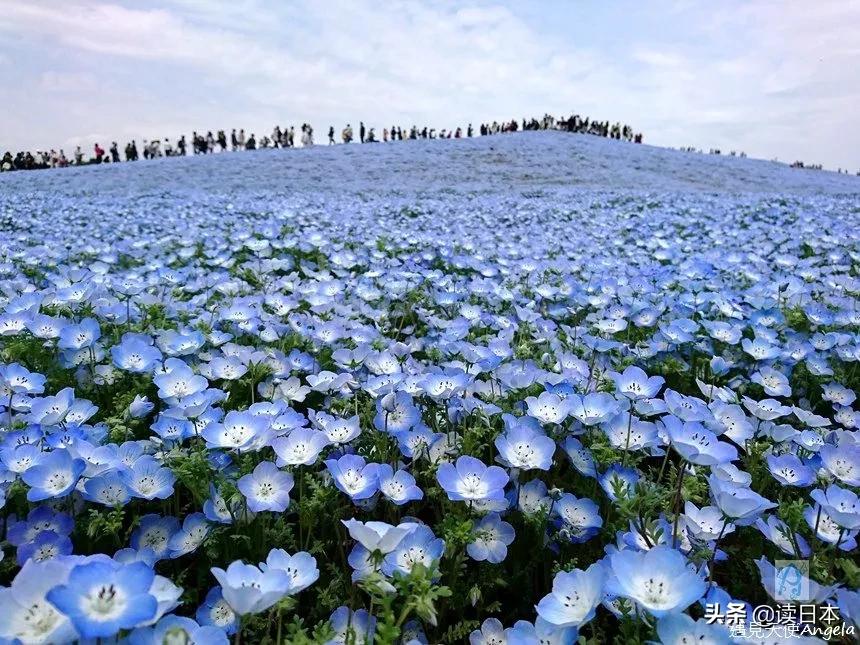 日本茨城连续7年被评魅力最低，可看了真实的她之后，我被美哭了