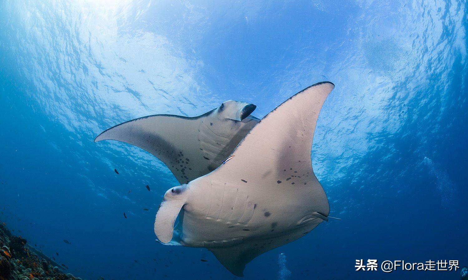 十大潜水胜地斯米兰,世界十大潜水圣地斯米兰