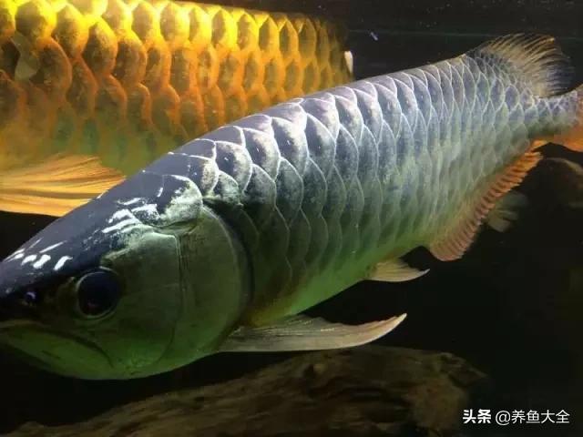 马来西亚养殖金龙鱼,养金龙鱼马来西亚