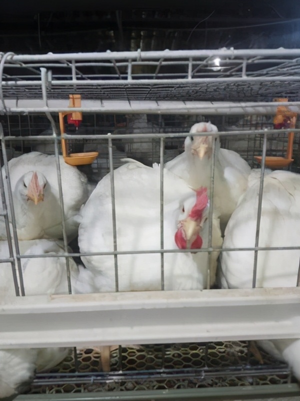 春季肉鸡腹水症高发！了解五大防治方法轻松防治腹水症