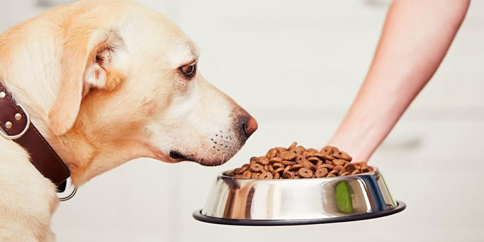 我不推荐大家给狗买狗粮，但如果你要买，这九个建议送给你