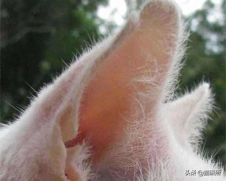 猫咪耳螨怎么治疗才能彻底好,耳螨猫咪用什么药猫咪老是乱动