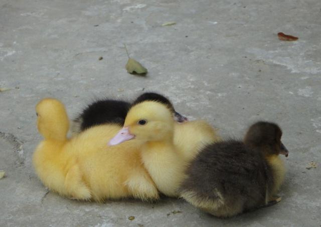 鸭养殖的市场前景如何,鸭子的市场需求