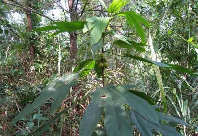 五指毛桃煲水鸭汤还可放什么汤料,冬季煲五指毛桃灵芝搭配什么汤料